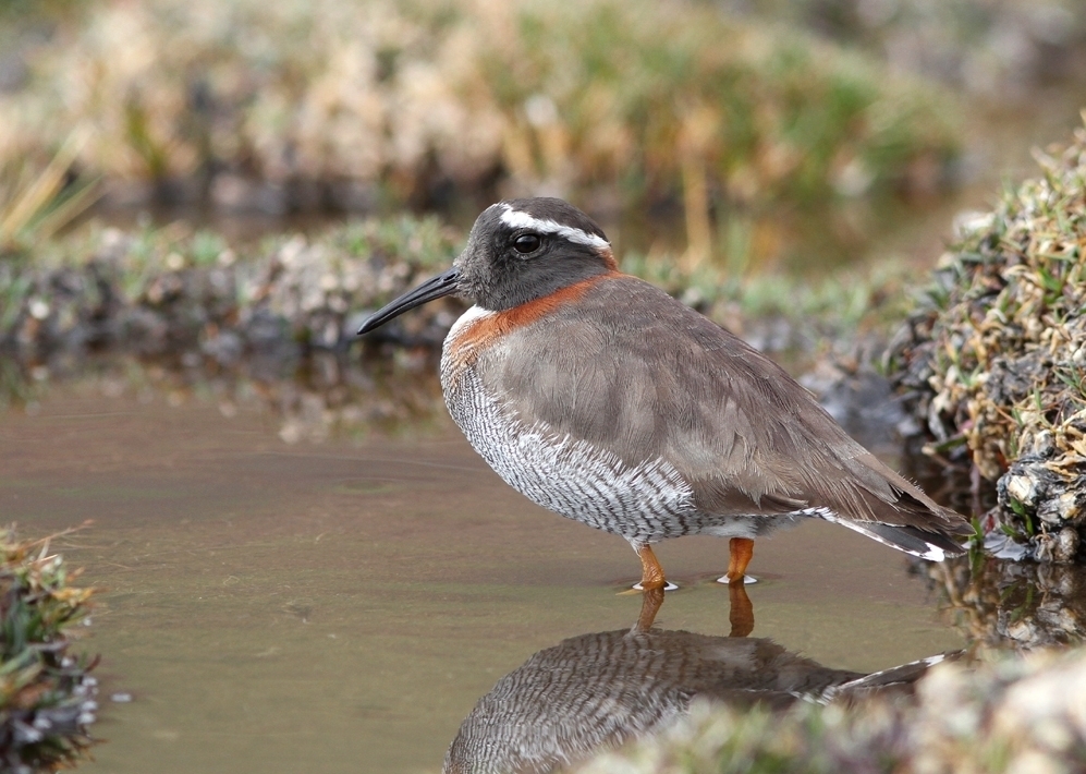 Diademed Sandpiper-Plover (Phegornis mitchellii) photo