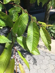 Zelkova