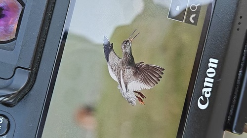 Common Redshank