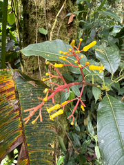 author not stated, no rights reserved Palicourea padifolia, photograph author not stated, no rights reserved