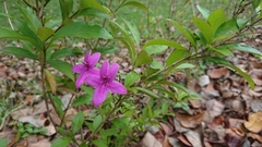 Pseuderanthemum laxiflorum