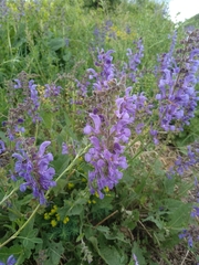 Salvia pratensis