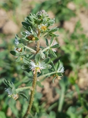 Reseda phyteuma