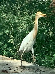 Bubulcus ibis