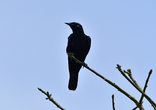 Tamaulipas Crow (Corvus imparatus)