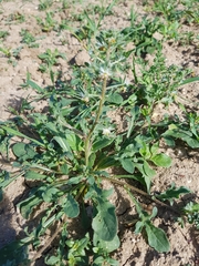 Reseda phyteuma