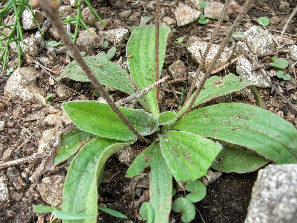 Plantago tomentosa; photograph (c) Lucas Carbone, some rights reserved (CC BY)