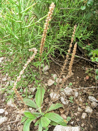 Plantago tomentosa, photograph 1