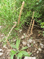 (c) Lucas Carbone, some rights reserved (CC BY) Plantago tomentosa, photograph (c) Lucas Carbone, some rights reserved (CC BY)