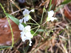 Cardamine trifolia