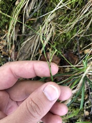 Carex digitata