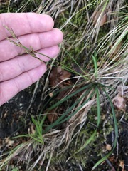 Carex digitata