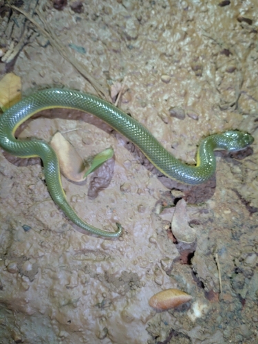 Murphy's Mud Snake