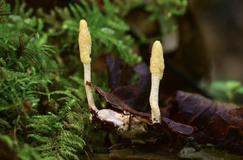 Cordyceps bifusispora