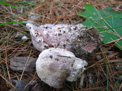 Mycogone rosea
