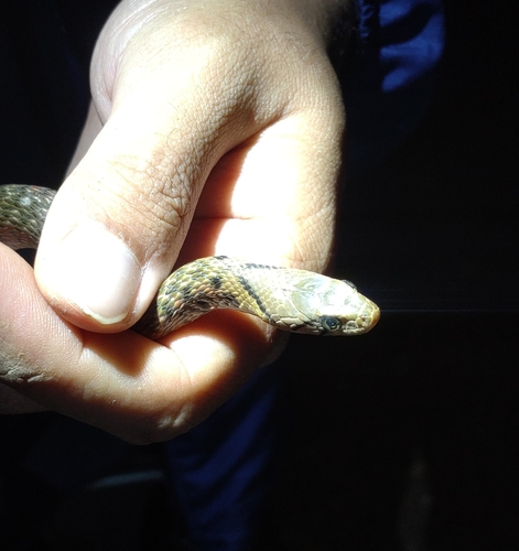 Yellow-spotted Keelback