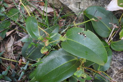 Smilax ocreata
