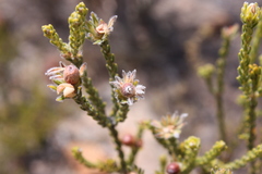 Phylica pulchella