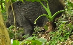 Sus scrofa moupinensis