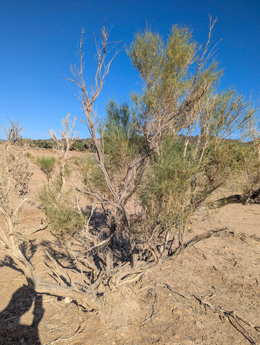 Haloxylon ammodendron, photograph 6