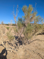 Haloxylon ammodendron, photograph (c) Tom Field, some rights reserved (CC BY)