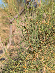 Haloxylon ammodendron, photograph (c) Tom Field, some rights reserved (CC BY)