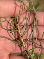 Haloxylon ammodendron, photograph (c) Tom Field, some rights reserved (CC BY)