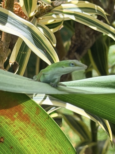 Anolis carolinensis observed 2026-07-27