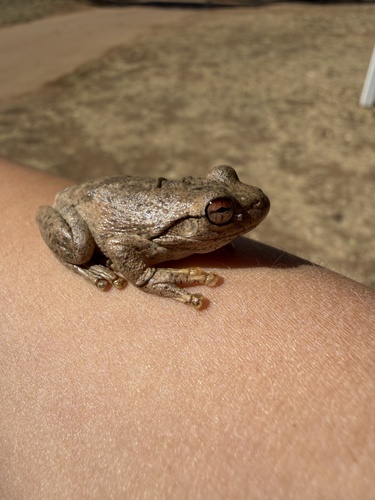 Western Laughing Tree Frog