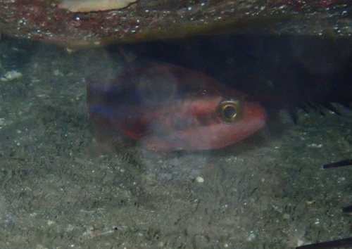 Apogon semiornatus observed 2026-07-28