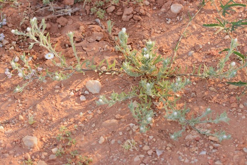 Common White Sunray