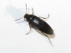 Anaspis frontalis