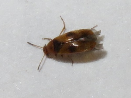 Anaspis maculata, Leidschendam, Nederland, photo 8 of 10