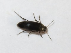 Anaspis frontalis