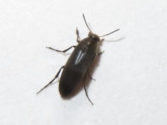 Anaspis frontalis
