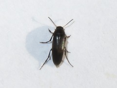 Anaspis frontalis