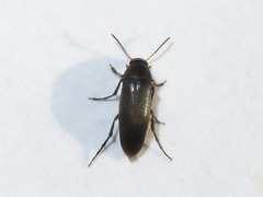 Anaspis frontalis