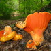 Lobster Mushroom - Photo (c) Erlon Bailey, some rights reserved (CC BY-SA), uploaded by Erlon Bailey