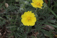 Potentilla hirta