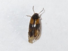 Anaspis fasciata