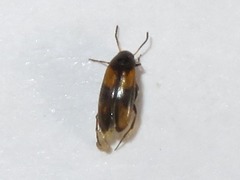 Anaspis fasciata