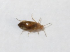 Anaspis maculata