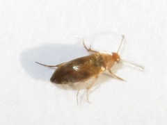 Anaspis maculata