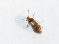 Anaspis maculata