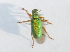 Polydrusus pterygomalis