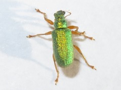 Polydrusus pterygomalis