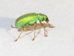 Polydrusus pterygomalis