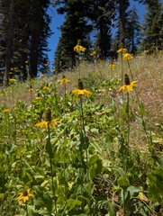 Rudbeckia californica, photograph (c) Ken-ichi Ueda, some rights reserved (CC BY)