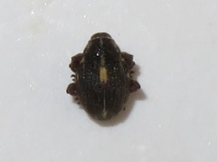 Rhinoncus leucostigma