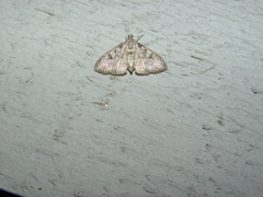 Palpita arsaltealis